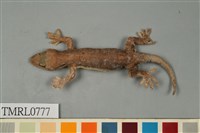 藏品(龜山壁虎)的圖片